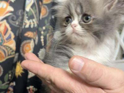 Darla Litter E - Persian - Gallery Photo #1