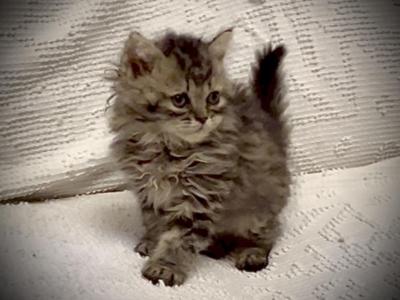 Amelia Selkirk Rex Persian Litter F - Selkirk Rex - Gallery Photo #1