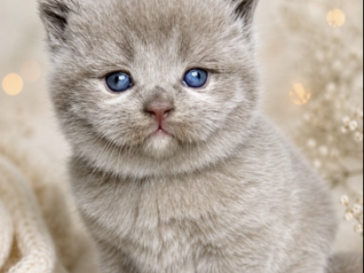 Fawn British Kitten With Odd Eyes - British Shorthair - Gallery Photo #1