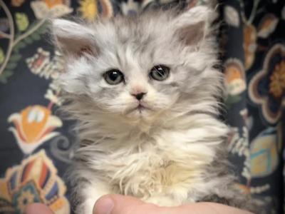 Amelia Selkirk Rex Persian Litter FF - Selkirk Rex - Gallery Photo #1
