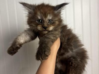 Black Smoke Male - Maine Coon - Gallery Photo #1