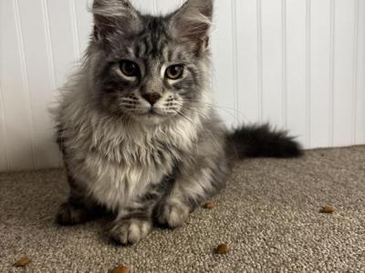 Barney - Maine Coon - Gallery Photo #1