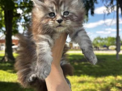 Verona Female - Maine Coon - Gallery Photo #1