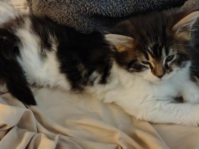Georgia - Maine Coon - Gallery Photo #1