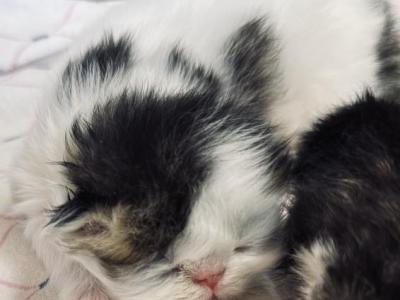 National Winner - Persian - Gallery Photo #1