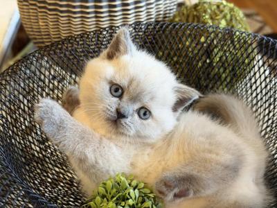 Portland Lula Scottish Fold Kitty - Scottish Straight - Gallery Photo #1