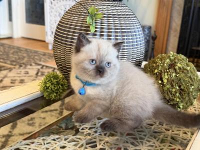 Portland Luis Scottish Straight Kitten - Scottish Straight - Gallery Photo #1