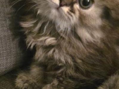 Lilo - Maine Coon - Gallery Photo #1