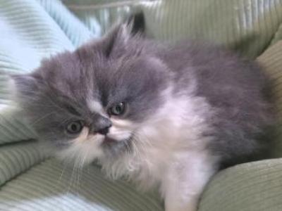 Koky - Persian - Gallery Photo #1