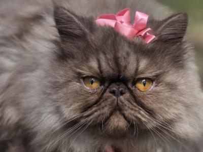 Cinnamon - Persian - Gallery Photo #1