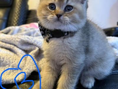 Scottish Folds And Scottish Straights - Scottish Fold - Gallery Photo #1