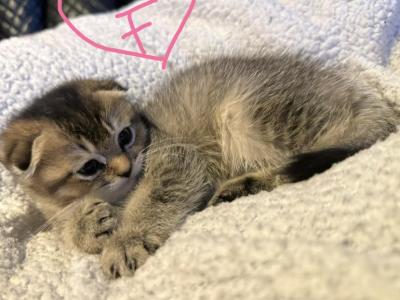 Scottish Folds And Scottish Straights - Scottish Fold - Gallery Photo #1