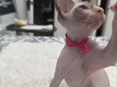 Smudge - Sphynx - Gallery Photo #1