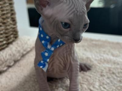 Azule - Sphynx - Gallery Photo #1