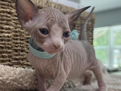 Azule 2 - Sphynx - Gallery Photo #1