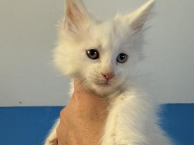 Kraven - Maine Coon - Gallery Photo #1
