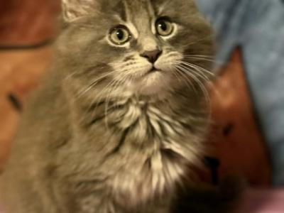 Simba - Maine Coon - Gallery Photo #1