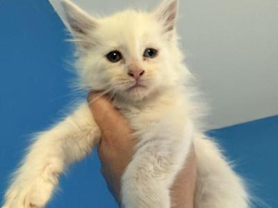 Grimm - Maine Coon - Gallery Photo #1
