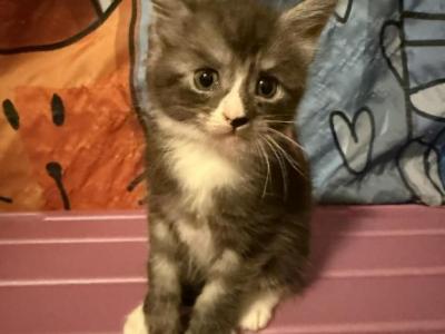 Cameron - Maine Coon - Gallery Photo #1
