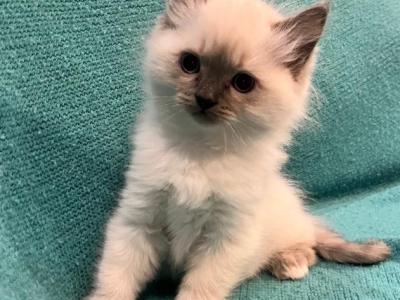 Rascal - Ragdoll - Gallery Photo #1