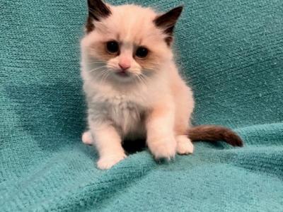 Pudding - Ragdoll - Gallery Photo #1