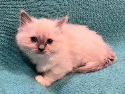 Snowball - Ragdoll - Gallery Photo #1