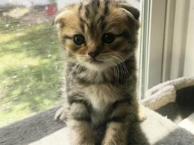Stewie - Scottish Fold - Gallery Photo #1