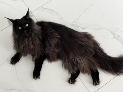 Leo - Maine Coon - Gallery Photo #1