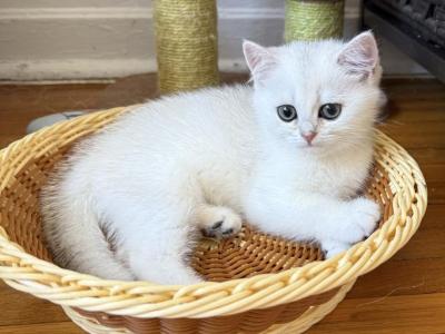 Lily - British Shorthair - Gallery Photo #1