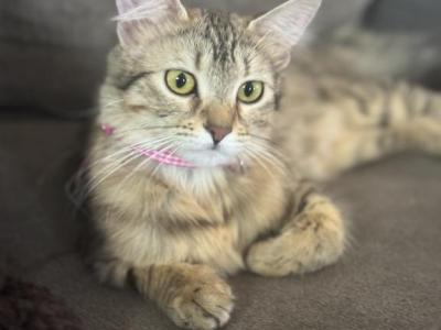 Rita - Domestic - Gallery Photo #1