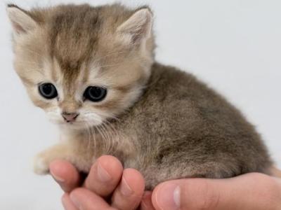 Tommy - British Shorthair - Gallery Photo #1