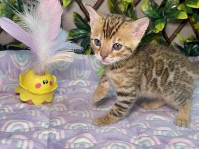 Bengal Cats Pride - Bengal - Gallery Photo #1