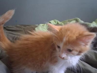 Sneezy - Maine Coon - Gallery Photo #1