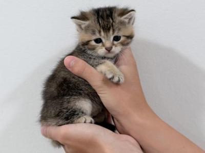 William - British Shorthair - Gallery Photo #1