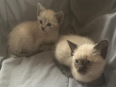 Siamese - Siamese - Gallery Photo #1