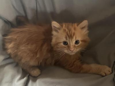 Ragdoll - Ragdoll - Gallery Photo #1