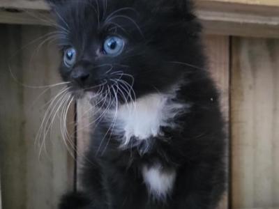 Tuxedo 1 - Domestic - Gallery Photo #1