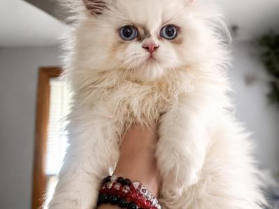 Milo - Persian - Gallery Photo #1