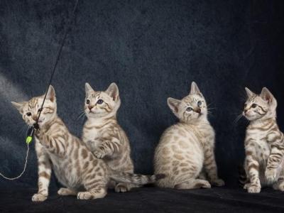Bengal Kittens For The Low - Bengal - Gallery Photo #1