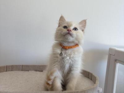 Orange Collar - Ragdoll - Gallery Photo #1