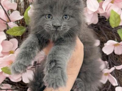 Lily - Maine Coon - Gallery Photo #1