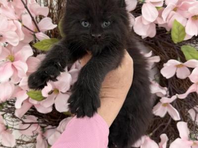 Katya - Maine Coon - Gallery Photo #1