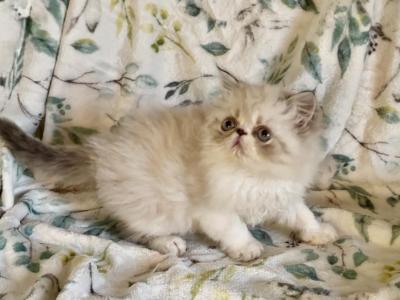 Ewok - Persian - Gallery Photo #1