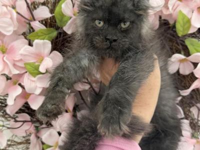 Kira - Maine Coon - Gallery Photo #1