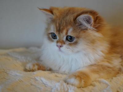 Hollysun - British Shorthair - Gallery Photo #1
