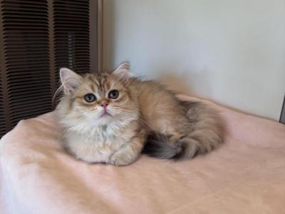 Juja - British Shorthair - Gallery Photo #1