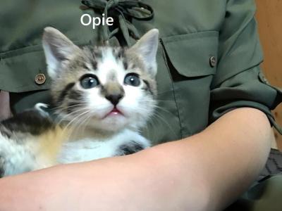 Cutesy Part Siamese Kittens In Need Of Loving Home - Siamese - Gallery Photo #1