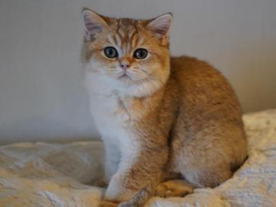Gina - British Shorthair - Gallery Photo #1
