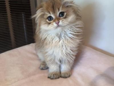 Mamik - Scottish Fold - Gallery Photo #1
