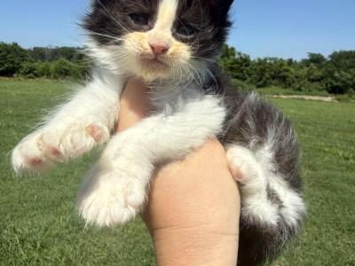 Luther Polydactyl - Maine Coon - Gallery Photo #1